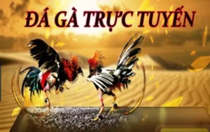 Hướng Dẫn Chơi Đá Gà WS168 Tại BK8 Một Cách Hiệu Quả Nhất